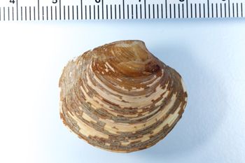 Media type: image; Malacology 119129
